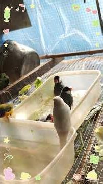 Java Sparrow Bathing