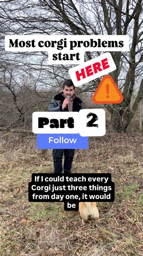 Second thing I teach every Pembroke Welsh Corgi from day one: calm handling. Touching paws. Checking ears. Brushing. Standing still at the vet. This isn’t just grooming — this is early puppy socialization, nervous system stability and long-term confidence. A Corgi that cannot tolerate handling will struggle with nail trimming, veterinary visits, grooming sessions and basic health checks. Stress builds. Reactivity grows. Responsible Corgi breeding starts long before puppies leave the kennel. Calm