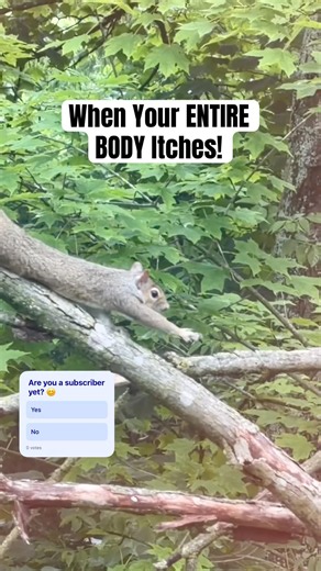 What Does A Squirrel Do When His Entire Body Itches?! 😳🐿️