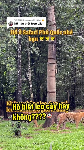 Trả lời @Rin Biker 🥰 Hiccc, thế đây là hổ gì hả bạn 🐯🐯🐯 hay ở Safari Phú Quốc người ta dạy hổ đặc công 😂😂😂 #vcreator #vinwonders #wondersummer #2cf96h6 #vinpearlsafariphuquoc #zoo #animals #phuquoc #vietnam #fyp #viral #hổ #tiger #tigerking