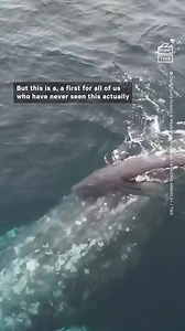 388K views · 972 reactions | Some whale watchers were lucky enough to...