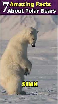 7 Amazing Facts About Polar Bears 🐻‍❄️❄️