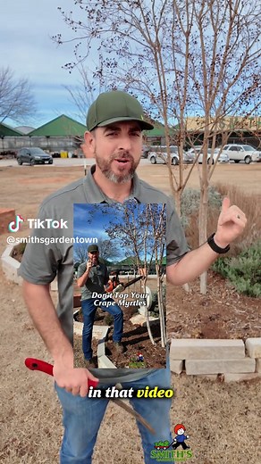 How to Prune a Crape Myrtle for Optimal Growth