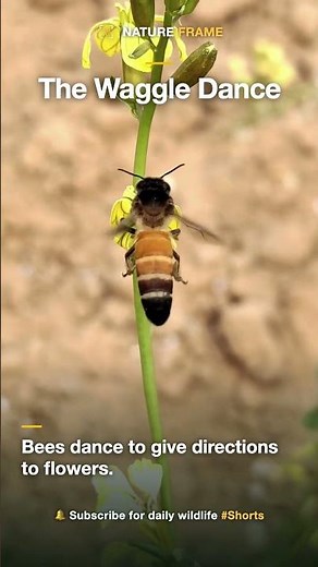 How Bees Use Dance to Talk About Flowers 🐝