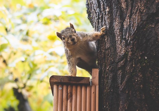 How To Keep Squirrels Out Of Screech Owl Box