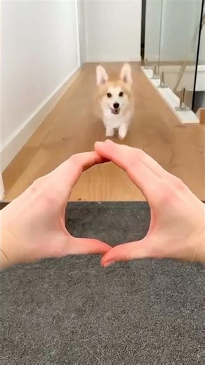 Puppy dog funny running #puppy #funny #cutedog