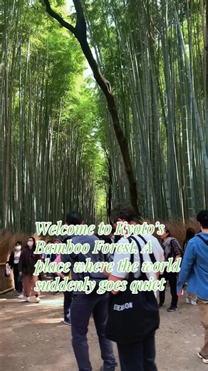 Sometimes, the most unforgettable places don’t make a sound. Walking through Kyoto’s famous Arashiyama Bamboo Forest felt like stepping into another world. Towering bamboo swayed gently in the breeze, creating one of the most peaceful and unforgettable walks in Japan. If you’re visiting Kyoto, this is a place you won’t want to miss. 🇯🇵✨ #Kyoto #Arashiyama #BambooForest #Japan #JapanTravel