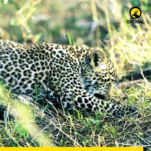 5.5K views · 194 reactions | Leopard Facts: Habitat, Species and...