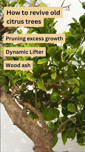 How to Revive an Old Lemon Tree (Expert Tips)