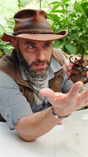 The elephant beetle has sharp, grippy claws! 🪲 #elephantbeetle #insects #wildlife #bravewilderness | Brave Wilderness