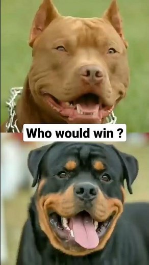 Rottweiler vs Pitbull dog fight (real) 🔥 Who would win #dangerousdogbreeds #dogstatus