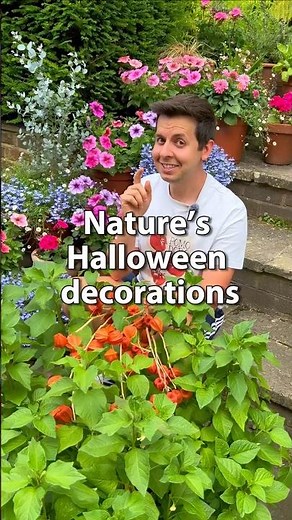Plant this now for autumn/Halloween decorations 🎃