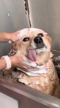 Top 5 Dogs of the Week