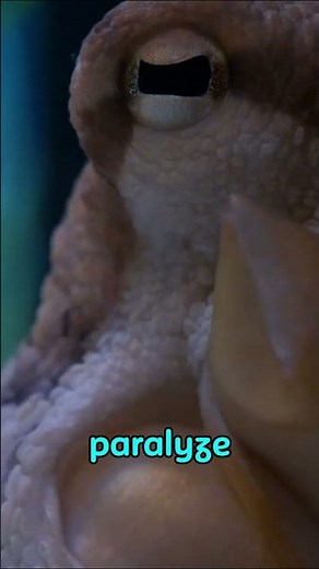 Cone Snail Fired Harpoon-Like Stinger at Diver 🐚🎯