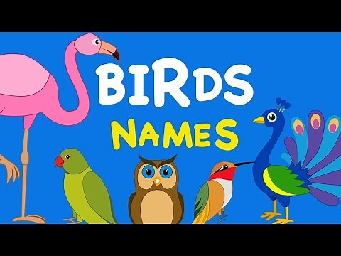 Birds Name | Birds Name in English | Birds Name And their sounds | Different types of Birds