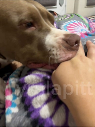 Perros Graciosos y Videos de Mascotas Divertidos