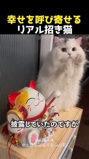 幸せを呼び寄せるリアル招き猫