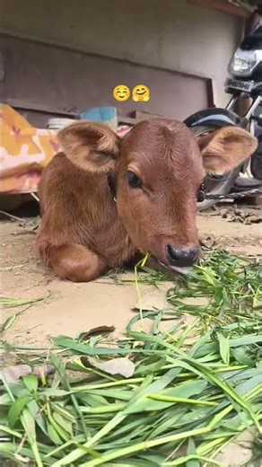 Baby Cow Moments 🐄🥹 | Cutest Calf Ever | Animal Love #shorts #youtubeshorts #shortsfeed #viralshorts