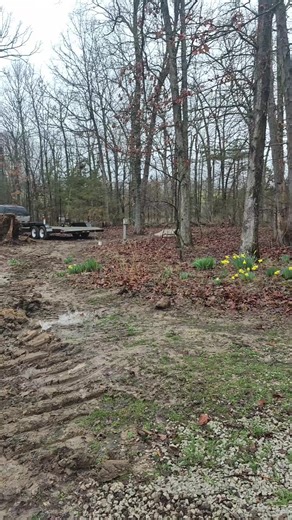 stump removal for the new shop | exploding tree stump removal