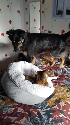 3.1K views · 97 reactions | Les aventures de MODJO on Reels | Facebook