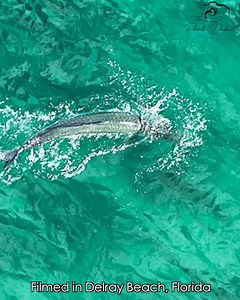 31K views · 436 reactions | Watch these fish take gulps of air to breathe | Paul Dabill Photography | Facebook