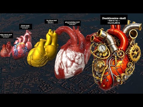Heart Size Comparison –❤️ Which Animal Has the Biggest Heart? | Vip3D HD