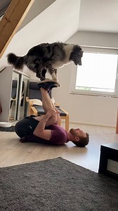 Australian Shepard Learning a New Acrobatic Trick