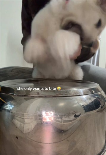 Adorable Golden Retriever Puppy Belly Rubs