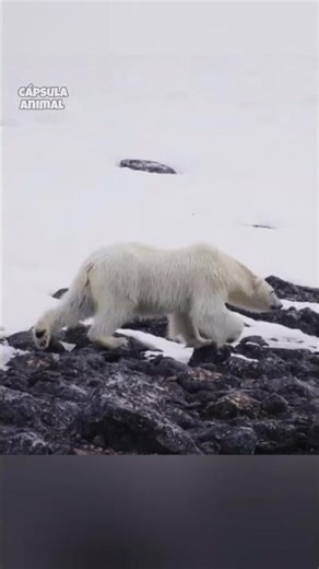 Reindeer have MANY enemies in the Arctic #arctic #funfacts #animals #documentary