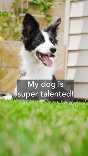 Rewarding Good Dogs with Pet Insurance from GEICO