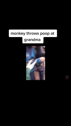 monkey throws poop at grandma 😂😂 #fyp #foryoupage #foryou #funny #viral #trending #monkey #animals