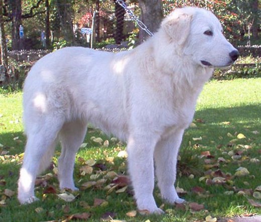 Abruzzese Mastiff Info, Temperament, Puppies, Pictures