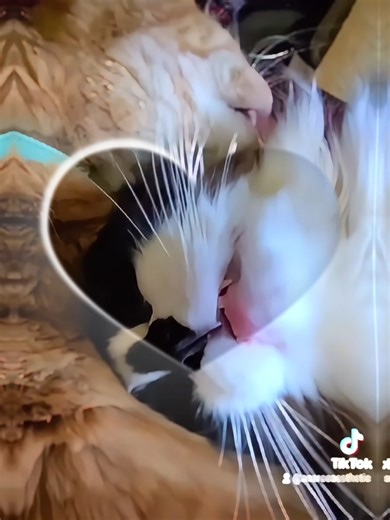 The Aesthesian on TikTok