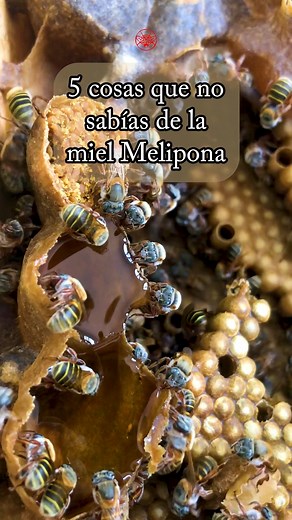 La miel Melipona 🍯✨, sagrada para los antiguos mayas 🐝 y actualmente valorada por sus propiedades únicas y beneficios para el bienestar. Estas abejas nos conectan con la naturaleza y la tradición 🌎💚 ¡Comparte para que más personas descubran su historia y valor! 🙌 | Melipona Beecheii