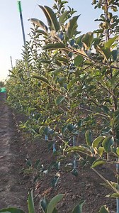 160K views · 1.7K reactions | Nagam Kokernag 3 May Plantation Schinco red Quality.... {{ For New Bookings 2025 call 9596067531(kokernag) 7006165797(Achabal,Dialgam) 7889926595(Doru, Shangus) +91 99066 14320 (Shangus, Mattan, Gopalpora) +919149766010 (larkipora, fatehpora, sadoora) Full trellis, drip irrigation, plants all services available @topfans MY STATE MY PRIDE Malik Mushtaq Malik Waseem @topfans Malik Mushtaq MY STATE MY PRIDE | MY STATE MY PRIDE | Facebook