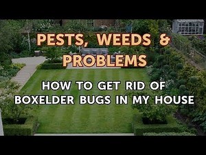 How to Get Rid of Boxelder Bugs in My House