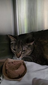 1.8K views · 163 reactions | ADOPTED BMO - A294091 **Microchipped**...