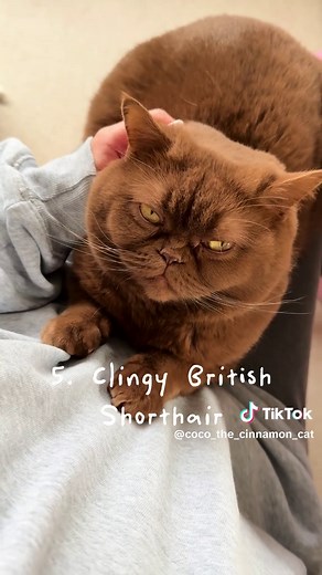 Top 5 Cat Breeds You Need to Know