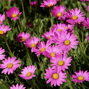 Purple Mountain® Sun Daisy, Osteospermum | High Country Gardens