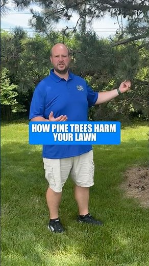 STOP Pine Needles from Killing Your Lawn! Here’s How #shorts