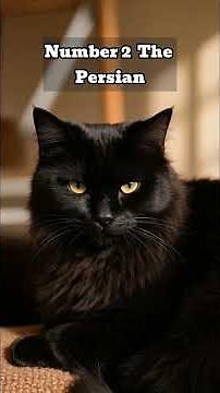 Top 5 Stunning Black Cat Breeds You Need to Know!