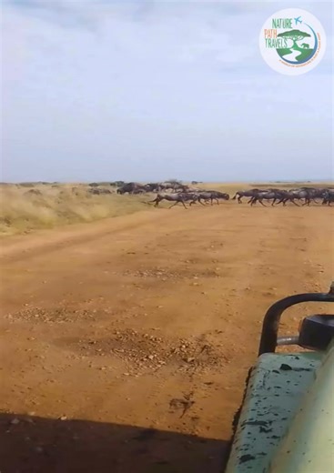 1.5K views · 16 reactions | A breathtaking scene unfolded as a massive herd of wildebeest moved in unison, crossing the path like a living river, linking one vast savannah to the other. With Nature Path Travels, witness the rhythm of migration and the timeless journey of the wild | Nature Path Travels LTD | Facebook