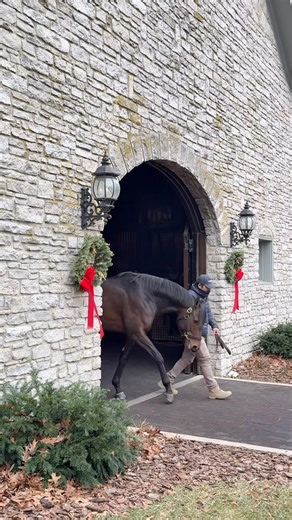 Sierra Leone is in the main barn… we repeat, SIERRA LEONE is in the main barn! 💙🐎 Horse Country #HomeOfChampions #CoolmoreSires | Coolmore America