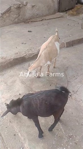 goat farming in ghana #goat #goatfarming #goatrearing