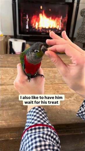 Day 2 of leash training my parrot