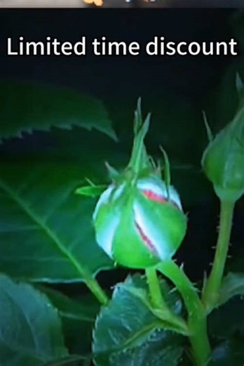 Grow Stunning Blue Roses with Easy Care Tips