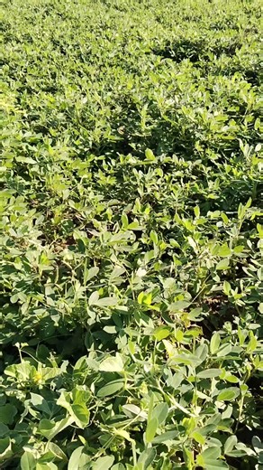 Ashok Choudhary on Instagram: "मूंगफली में भारी नुक़सान।😢😭 #groundnuts #dimage #मूंगफली #rajasthanicultureagriculture #officialbhavishychoudhary0001 #farming #officialashokchoudhary0001 #reels #facebook #instagram #facebookreels #instagramreels"