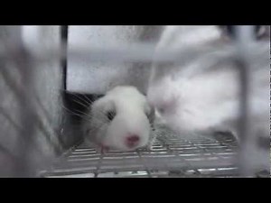 Chinchilla Noises - Baby Squeaks!