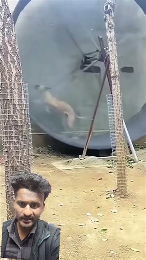 The greyhound is the fastest dog breed in the world, capable of reaching a top speed of 70 km/h