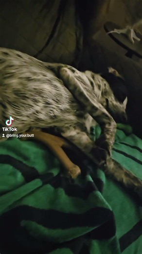 Another ruff day of puppying 😴🐶